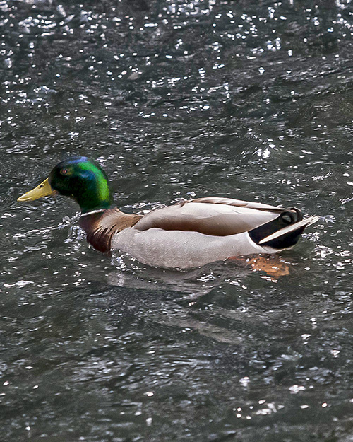 Mallard