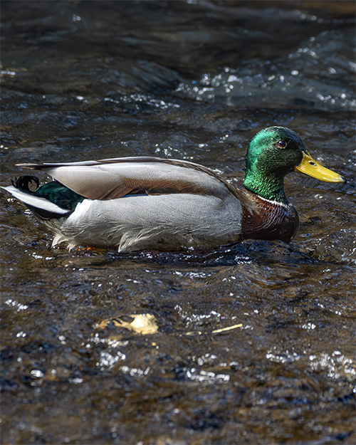 Mallard