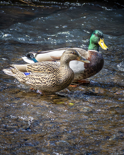 Mallard