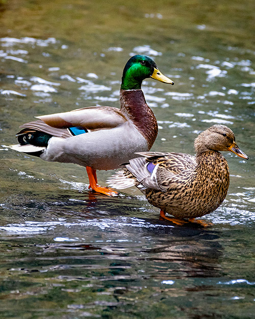 Mallard