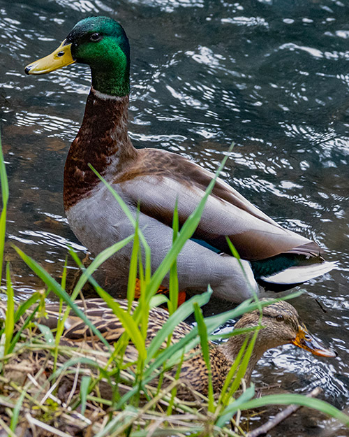 Mallard