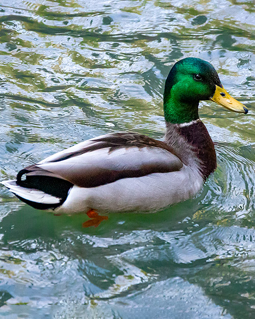 Mallard