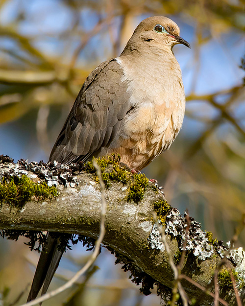 Mourning Dove