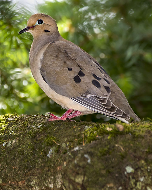 Mourning Dove