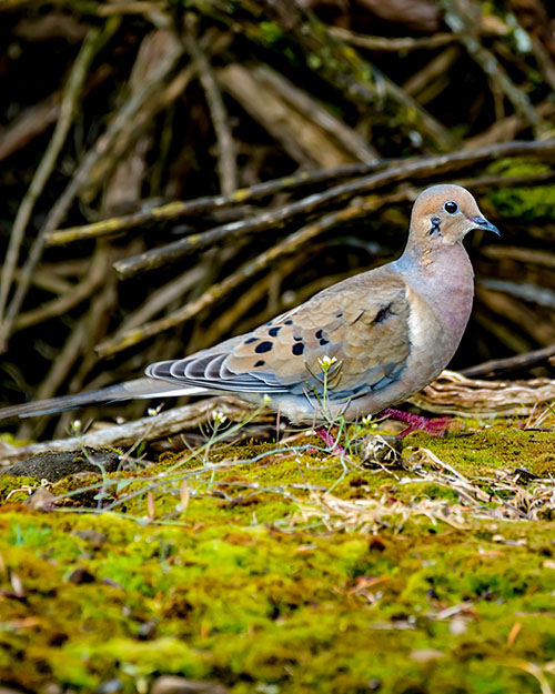 Mourning Dove