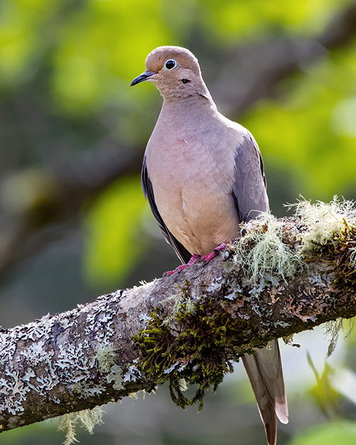 Mourning Dove