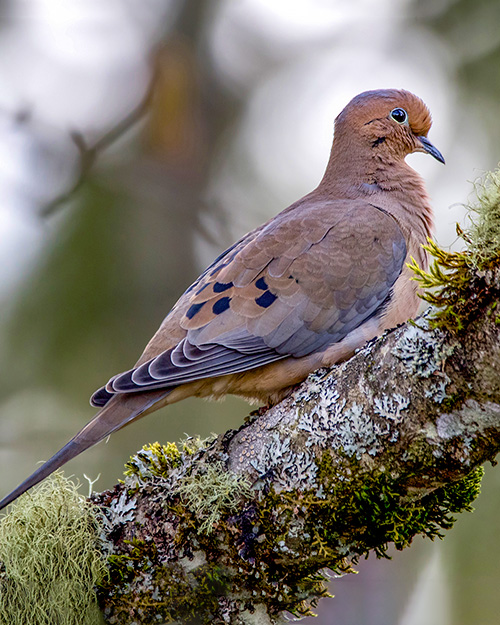 Mourning Dove