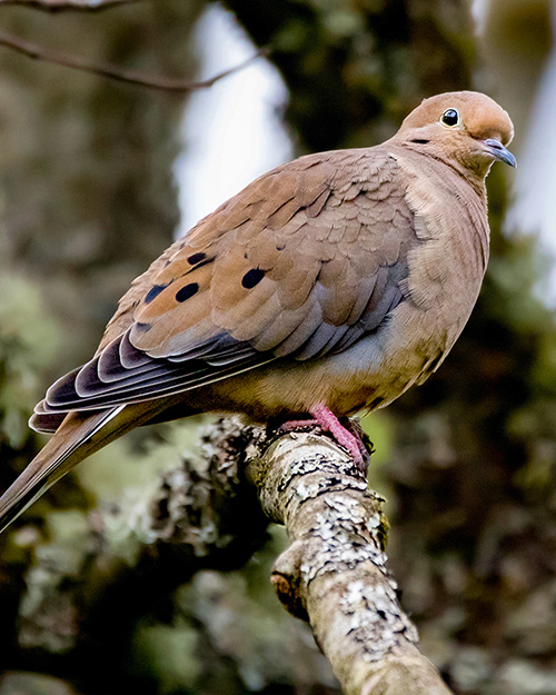 Mourning Dove