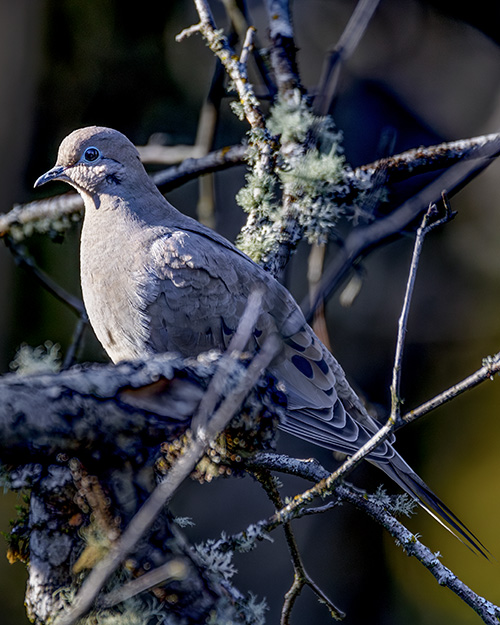 Mourning Dove