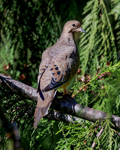 Mourning Dove
