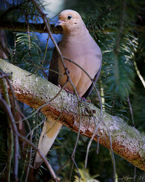 Mourning Dove