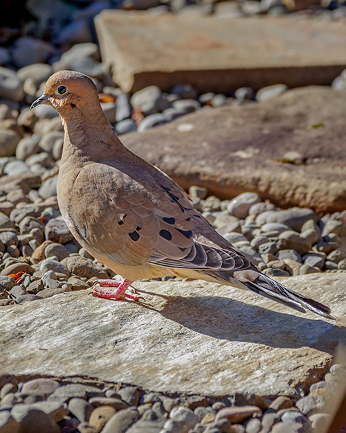 Mourning Dove