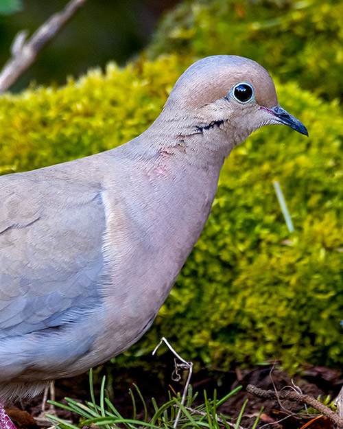 Mourning Dove