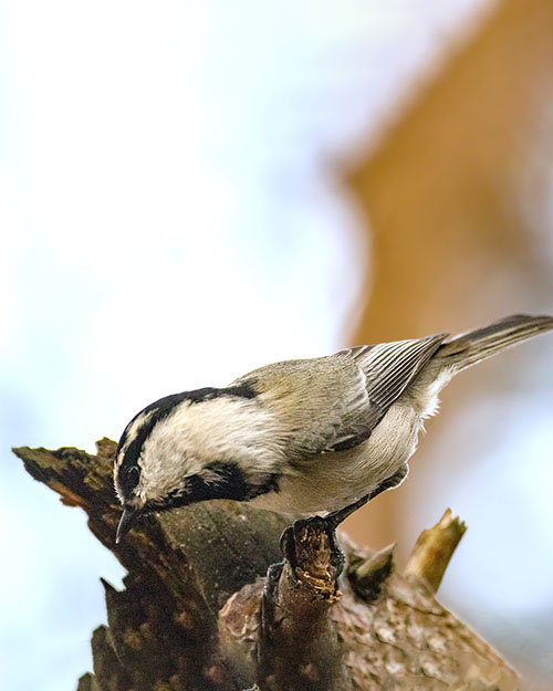 Mountain Chickadee