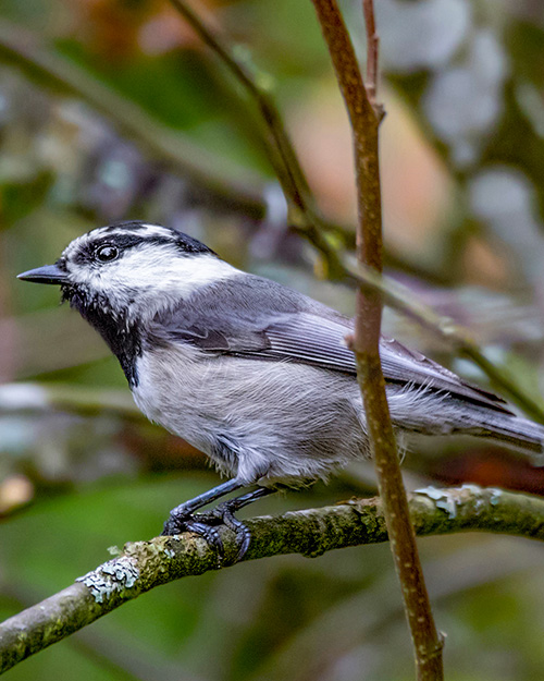 Mountain Chickadee