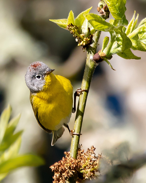 Nashville Warbler