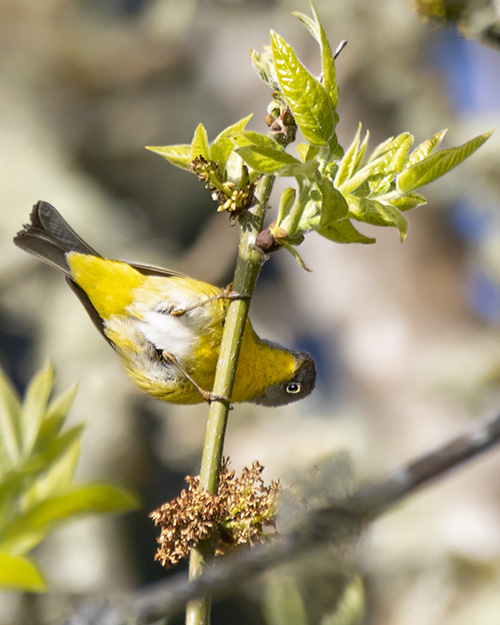 Nashville Warbler