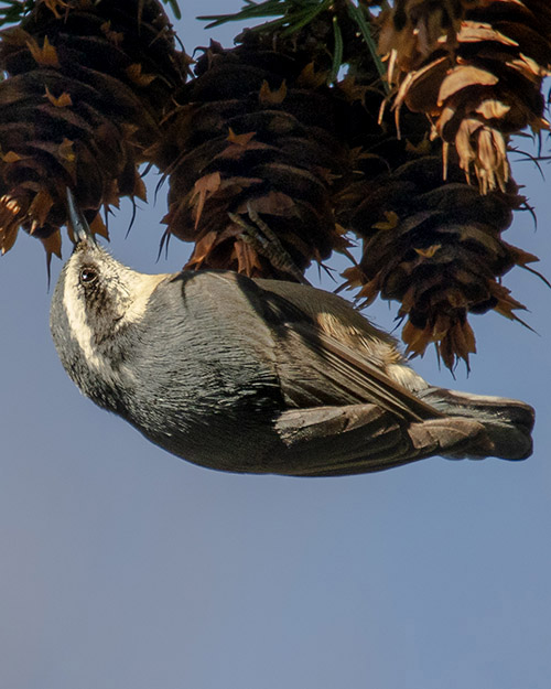 Red-breasted Nuthatch