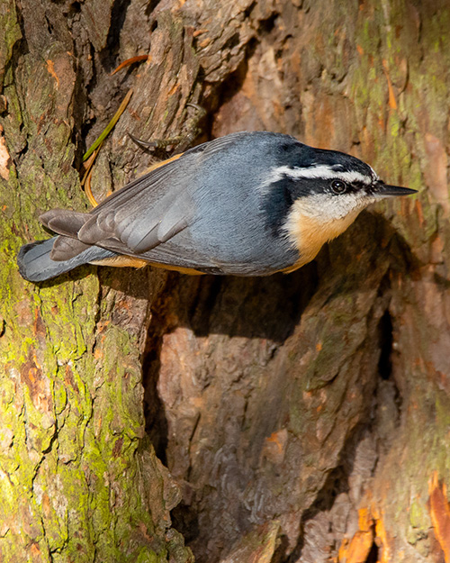 Red-breasted Nuthatch