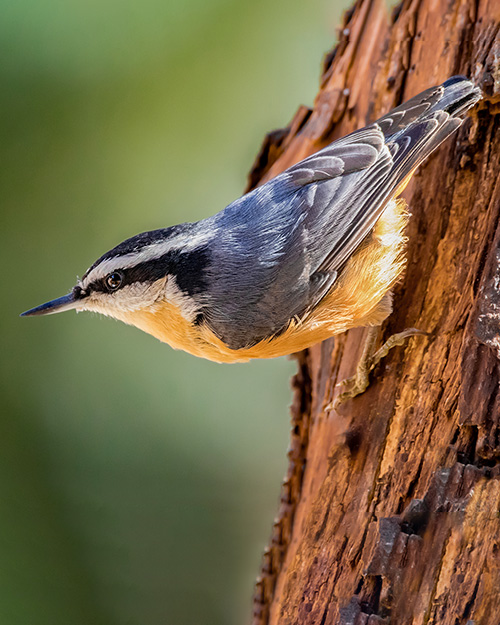 Red-breasted Nuthatch