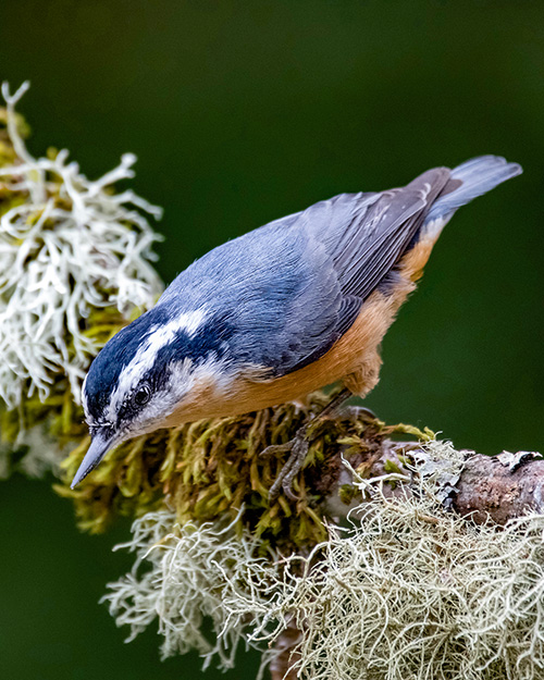 Red-breasted Nuthatch