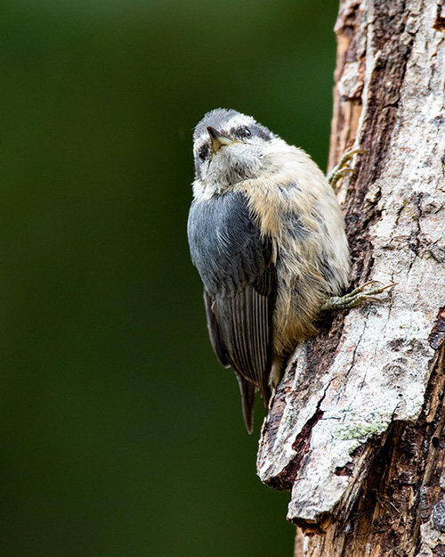 Red-breasted Nuthatch