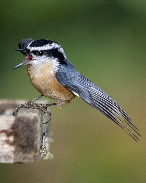 Red-breasted Nuthatch