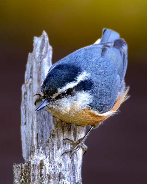 Red-breasted Nuthatch