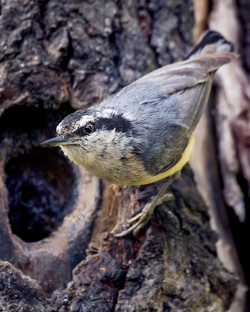 Red-breasted Nuthatch