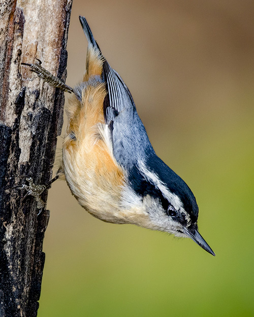 Red-breasted Nuthatch