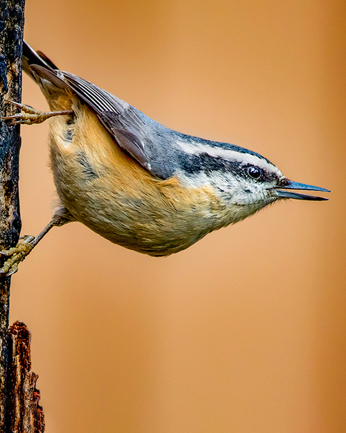 Red-breasted Nuthatch