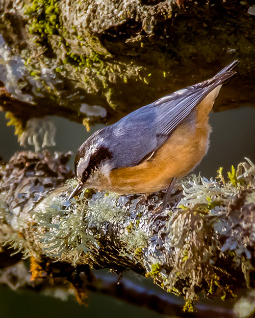 Red-breasted Nuthatch