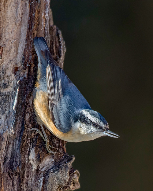 Red-breasted Nuthatch