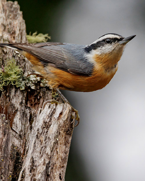 Red-breasted Nuthatch