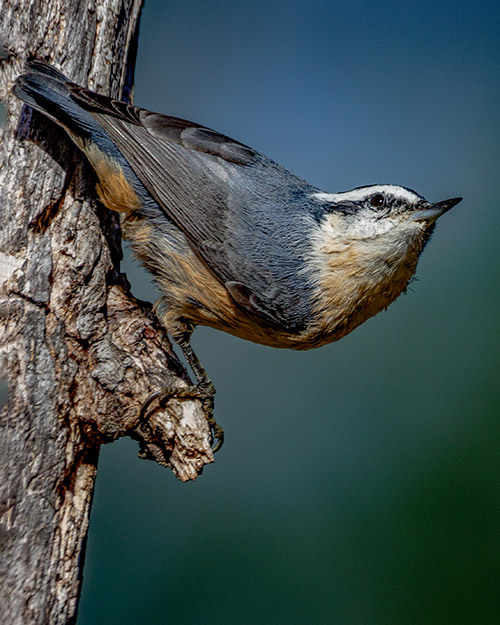 Red-breasted Nuthatch