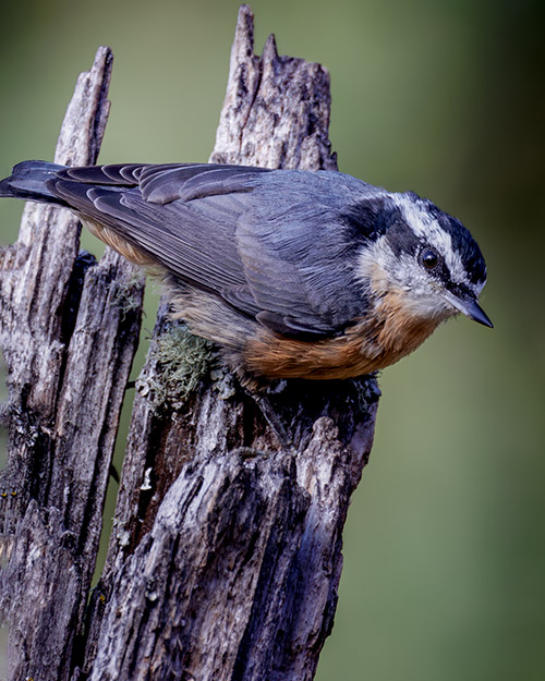 Red-breasted Nuthatch