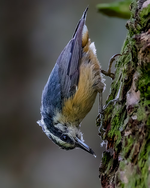 Red-breasted Nuthatch