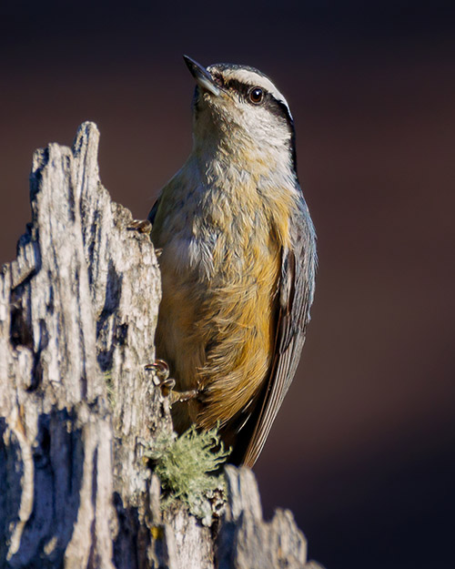 Red-breasted Nuthatch