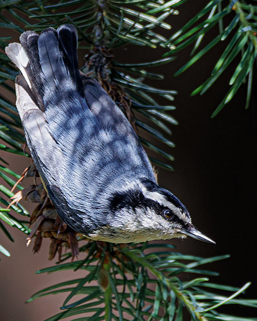 Red-breasted Nuthatch