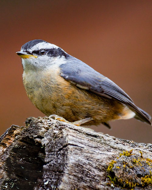 Red-breasted Nuthatch