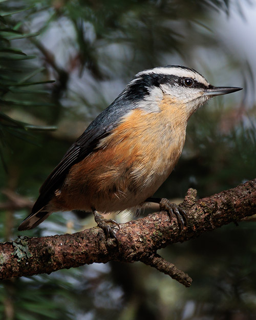 Red-breasted Nuthatch