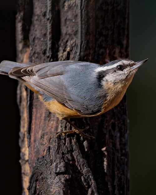 Red-breasted Nuthatch