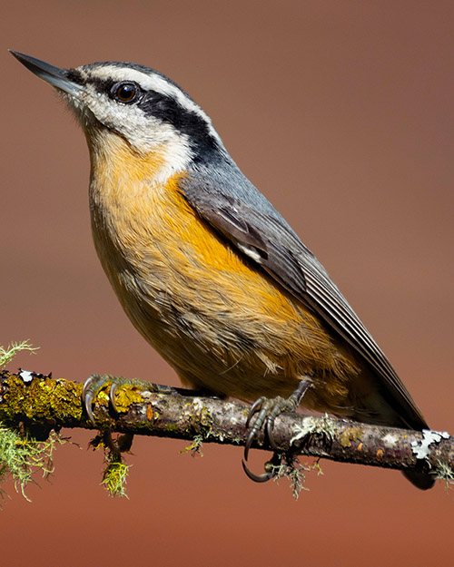 Red-breasted Nuthatch