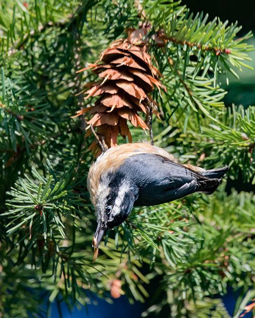 Red-breasted Nuthatch