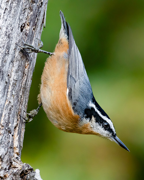 Red-breasted Nuthatch