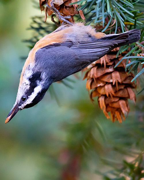 Red-breasted Nuthatch