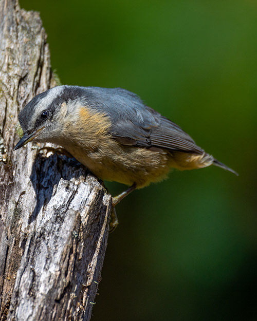 Red-breasted Nuthatch