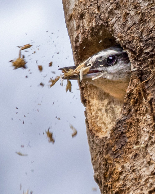 Red-breasted Nuthatch