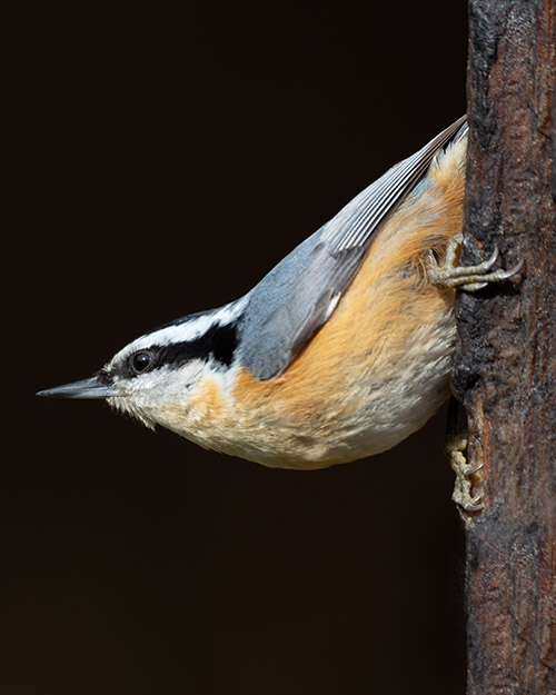 Red-breasted Nuthatch