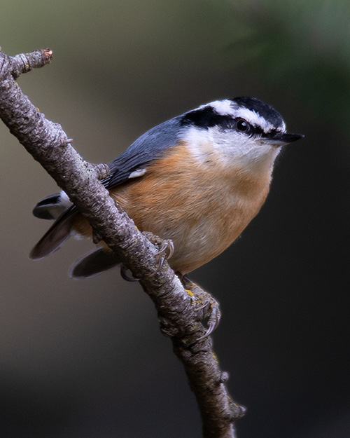 Red-breasted Nuthatch